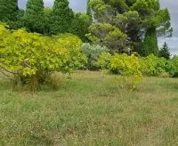 Aubignan - Terrain - Groupe Mas Provence