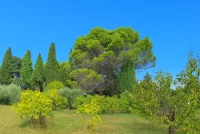 Aubignan - Terrain - Groupe Mas Provence