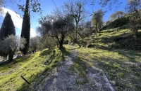 Gorbio - Terrain - Groupe Mas Provence