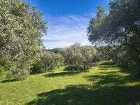 Apt - Terrain - Mas Provence