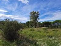 Puget-sur-Argens - Terrain - Mas Provence