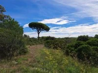 Puget-sur-Argens - Terrain - Mas Provence