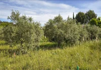 Caromb - Terrain - Groupe Mas Provence