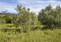 Caromb - Terrain - Groupe Mas Provence