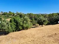 Terrain &agrave; b&acirc;tir - Mougins (6) - Mas Provence