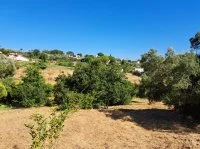 Terrain &agrave; b&acirc;tir - Mougins (6) - Mas Provence