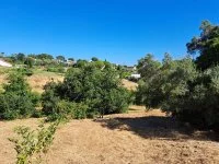 Terrain &agrave; b&acirc;tir - Mougins (6) - Mas Provence