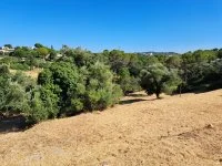 Terrain &agrave; b&acirc;tir - Mougins (6) - Mas Provence