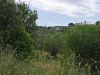 Terrain &agrave; b&acirc;tir - Grasse (6) - Mas Provence