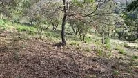 Terrain &agrave; b&acirc;tir - La M&ocirc;le (83) - Mas Provence