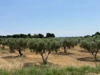 Terrain &agrave; b&acirc;tir - Aureille (13) - Mas Provence