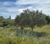 Terrain &agrave; b&acirc;tir - Mormoiron (84) - Groupe Mas Provence