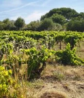Terrain &agrave; b&acirc;tir - Mazan (84) - Groupe Mas Provence