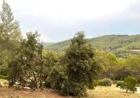 Terrain &agrave; b&acirc;tir - Taradeau (83) - Mas Provence