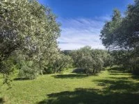 Terrain &agrave; b&acirc;tir - Apt (84) - Mas Provence