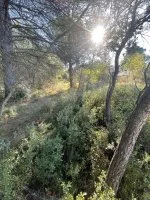 Terrain &agrave; b&acirc;tir - Lambesc (13) - Mas Provence
