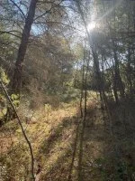 Terrain &agrave; b&acirc;tir - Lambesc (13) - Mas Provence